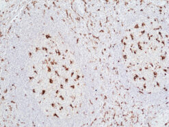 Anti-CD68 Rabbit Monoclonal Antibody