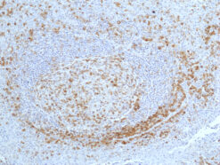 Anti-CD27 (TNFRSF7) Rabbit Monoclonal Antibody