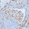 Anti-VISTA Rabbit Monoclonal Antibody