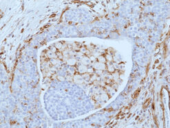 Anti-VISTA Rabbit Monoclonal Antibody